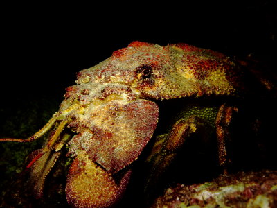 RidgeBack Slipper Lobster-Puako Night Dive 
