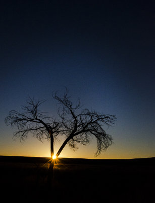 Bosque Sunrise