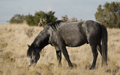 Wild Horses of Placitas