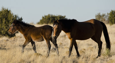 Wild Horses of Placitas
