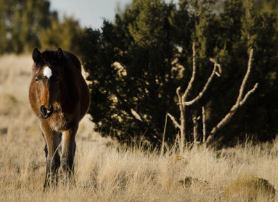 Wild Horses of Placitas