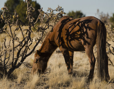 Wild Horses of Placitas