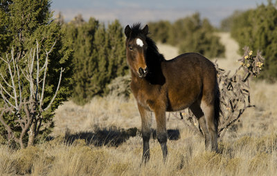 Wild Horses of Placitas