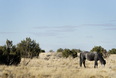 Wild Horses of Placitas