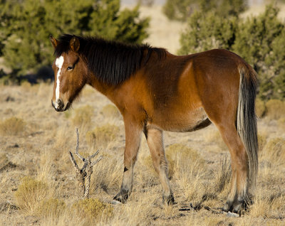 Wild Horses of Placitas