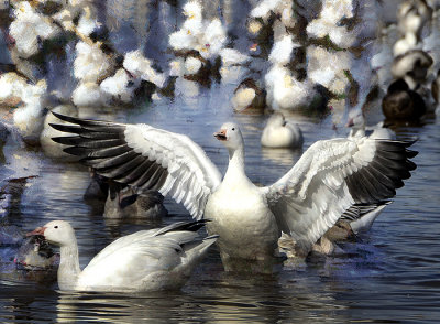 Snow Goose
