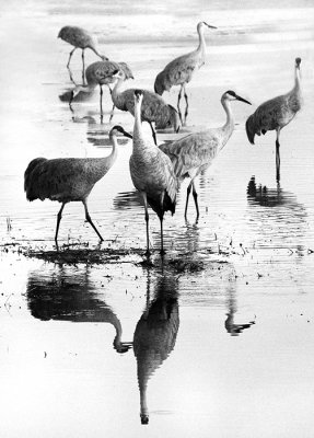 Sandhill Cranes
