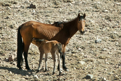 Wild Horses of Placitas