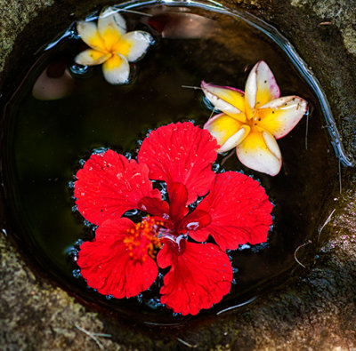 Flowers in Stone Vase
