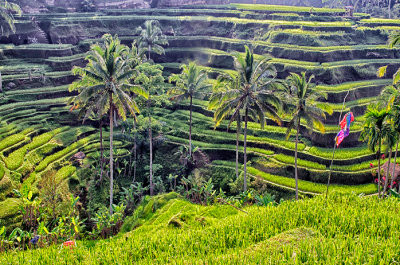 Rice Terraces