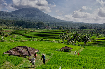 Jatiluwih's Expansive Rice Fields