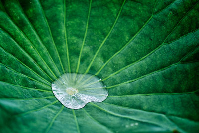 Water Captured by Lotus Leaf