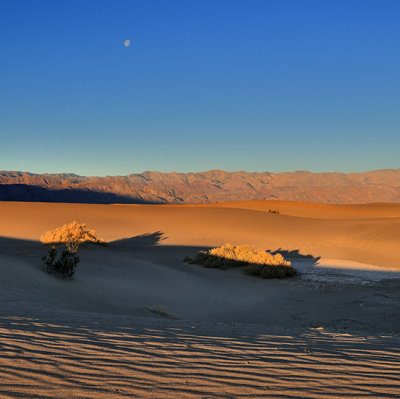 DesertScape