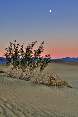Dunes by Evening Light