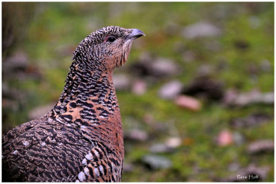 Coq de Bruyre (femelle)