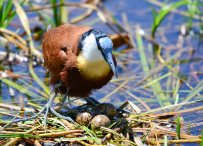 African Jacana with eggs
