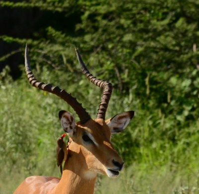 Stanley Camp - Okavango Delta - Botswana - ADS_7483.jpg