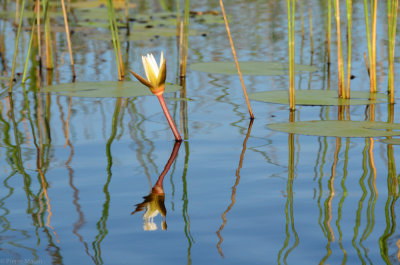 Stanley Camp - Okavango Delta - Botswana - ADS_7779.jpg