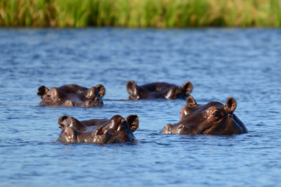 Stanley Camp - Okavango Delta - Botswana - ADS_7873.jpg