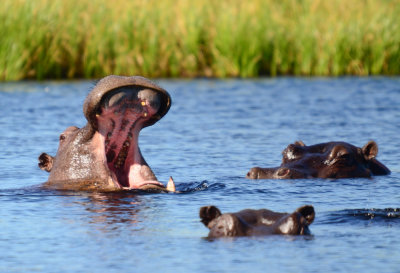 Stanley Camp - Okavango Delta - Botswana - ADS_7882.jpg