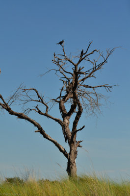 Stanley Camp - Okavango Delta - Botswana - ADS_7901.jpg