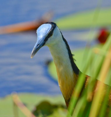 Stanley Camp - Okavango Delta - Botswana - ADS_8043.jpg