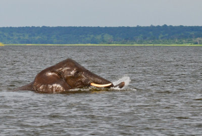 Chobe - Zambezi Queen - Botswana - ADS_8967.jpg