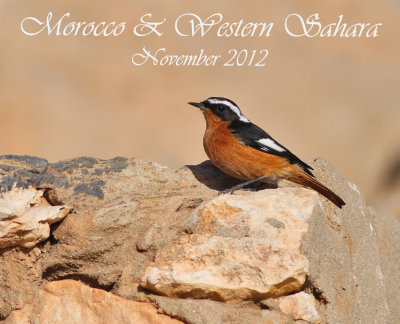 Morocco & Western Sahara, November 2012
