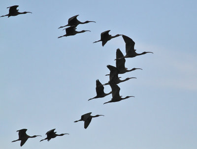 Bronsibis flock