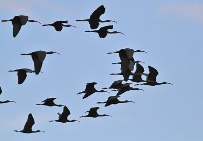 Bronsibis flock