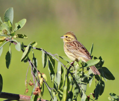 Hcksparv / Cirl Bunting