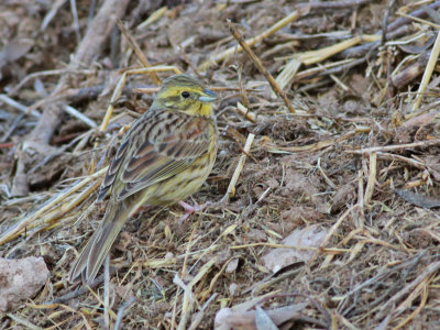 Hcksparv ♀