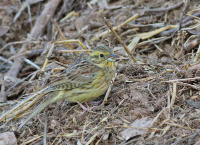 Hcksparv ♀