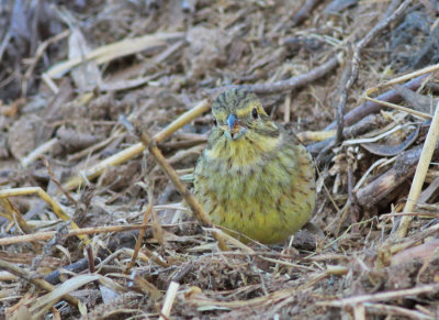 Hcksparv ♀