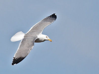 Medelhavstrut / Yellow-legged Gull (L. michahellis) 