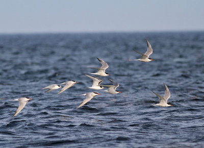 Fisktärna, höststräck