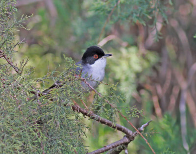 Sammetshtta ♂