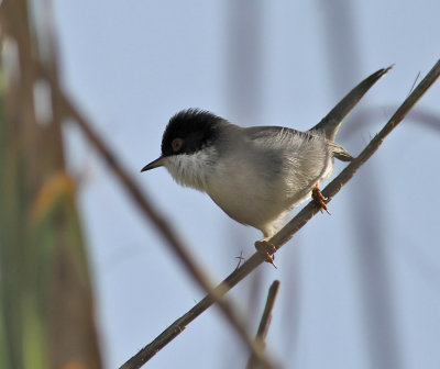 Sammetshtta ♂