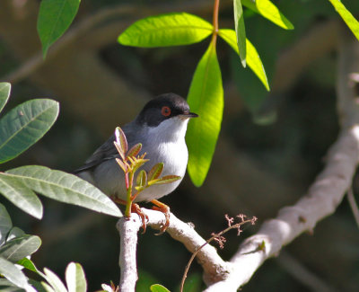 Sammetshtta ♂
