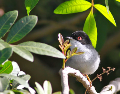 Sammetshätta / Sardinian Warbler