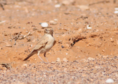Sandkenlrka / Bar-tailed Desert Lark