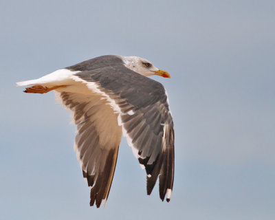Graellsii, adult hst