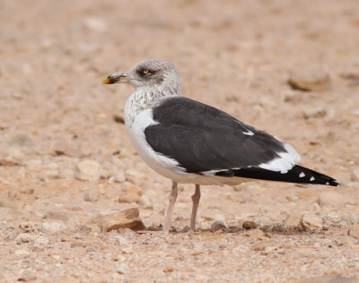 Graellsii, adult hst