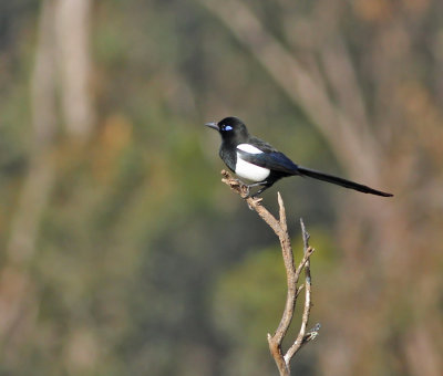 Skata / Maghreb Magpie (ssp mauritanica)