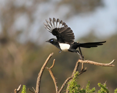 Skata, ssp mauritanica