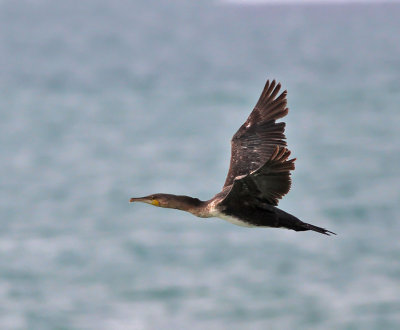 Storskarv / White-breasted Cormorant (ssp maroccanus)