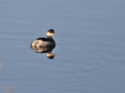 Svarthalsad dopping / Black-necked Grebe