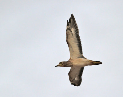 g2/28/918728/3/147985668.uA57It8t.jpg