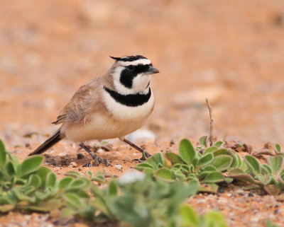 kenberglrka / Temmincks Horned Lark