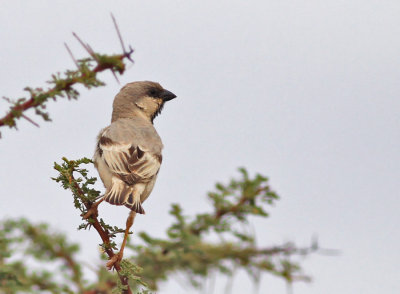kensparv ♂